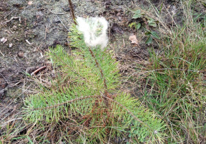 młoda sosna z czubkiem pokrytym zabezpieczającym ją wełną